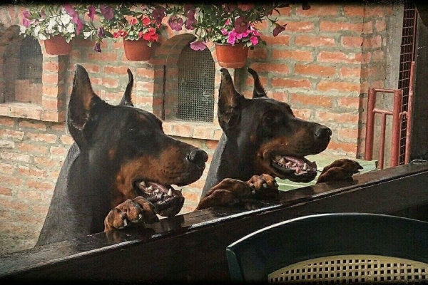 Cleas Canis 