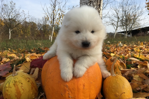 Hismajesty samoyed the dog 