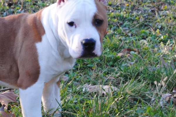 Bonebreaker 