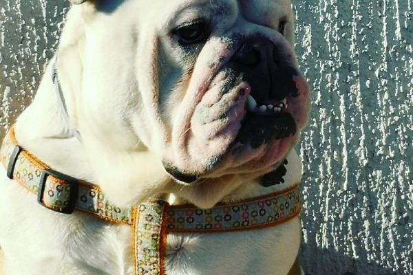 BulldogOlita 
